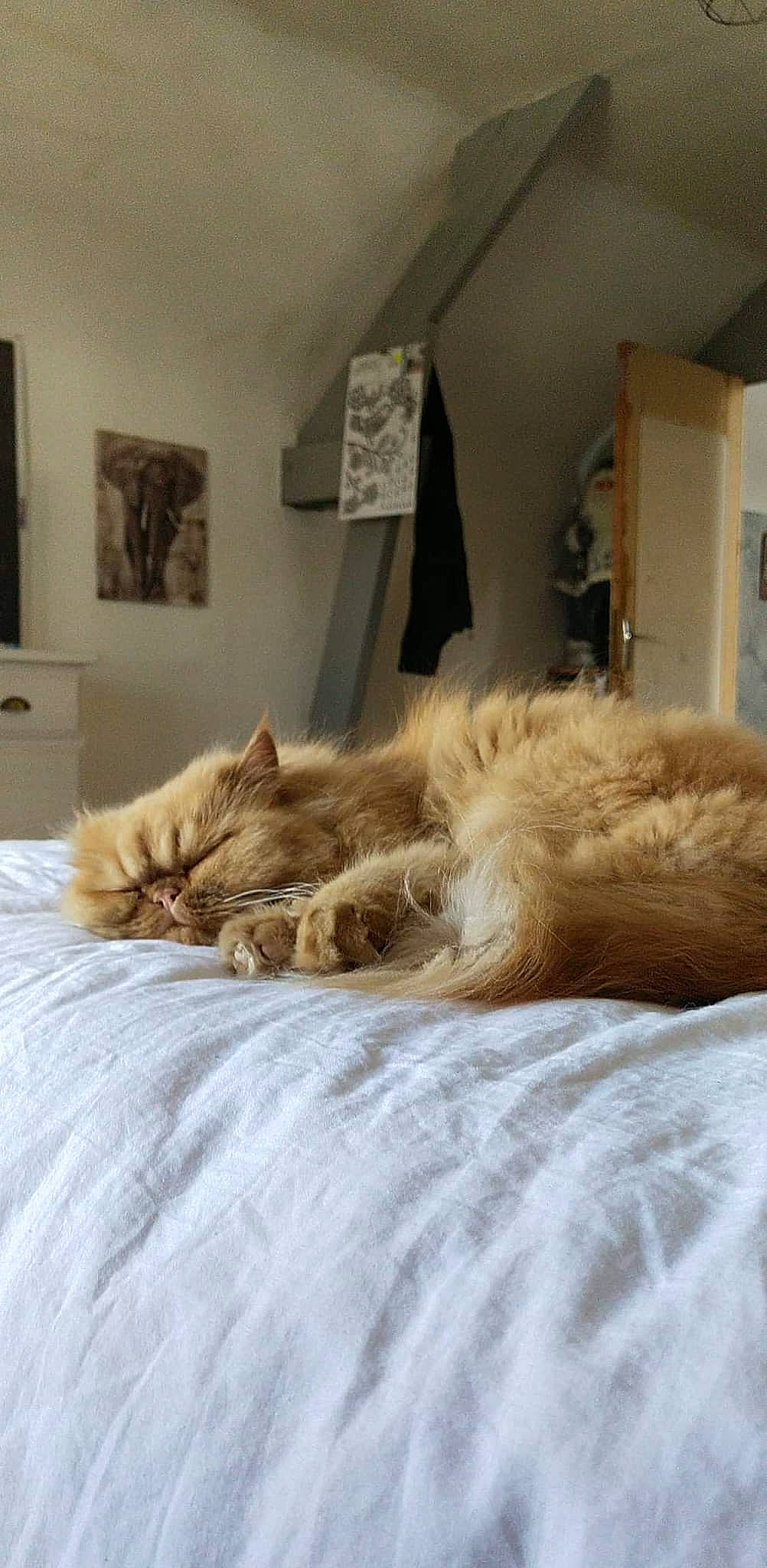 Ruben a rejoint le concours — aidez-le/la à gagner de superbes lots ! bed_frame, bedding, carnivore, cat, comfort, duvet, fawn, felidae, flooring, fur, grey, hardwood, linens, mattress, picture_frame, room, small_to_medium_sized_cats, tail, whiskers, wood