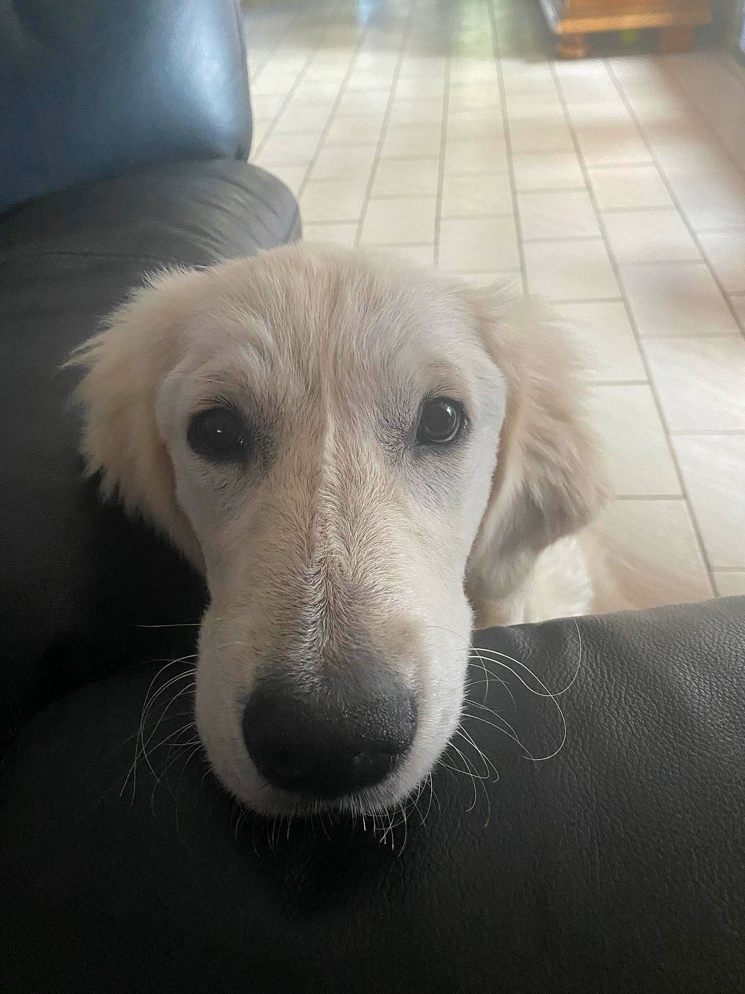 Ulysse a rejoint le concours — aidez-le/la à gagner de superbes lots ! canidae, carnivore, companion_dog, couch, dog, dog_breed, flooring, fur, hardwood, snout, sporting_group, terrestrial_animal, tile_flooring, whiskers, working_animal