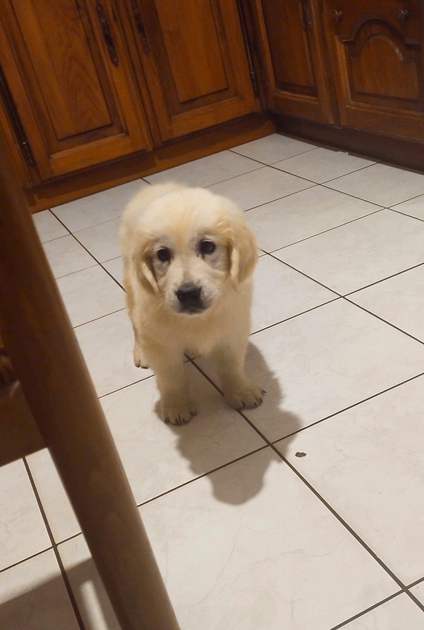 Ulysse a rejoint le concours — aidez-le/la à gagner de superbes lots ! canidae, carnivore, companion_dog, dog, dog_breed, fawn, floor, flooring, fur, hardwood, metal, pet_supply, snout, sporting_group, tail, tile, tile_flooring, toy_dog, wood, working_animal