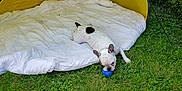 Uno participe au concours pour gagner de l'argent avec cette photo : animal, architecture, ball, building, bulldog, camping, canine, dog, field, grass, grassland, lawn, nature, outdoors, pet, plant, puppy, shelter, sphere, tent