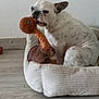 Uno participe au concours pour gagner de l'argent avec cette photo : dog, pet_bed, plush_toy, indoor, white_dog, spotted_dog, flooring, wall, playful, bite, comfort, canine, toy, cozy, animal, pet, home, cute, small_dog, relaxed