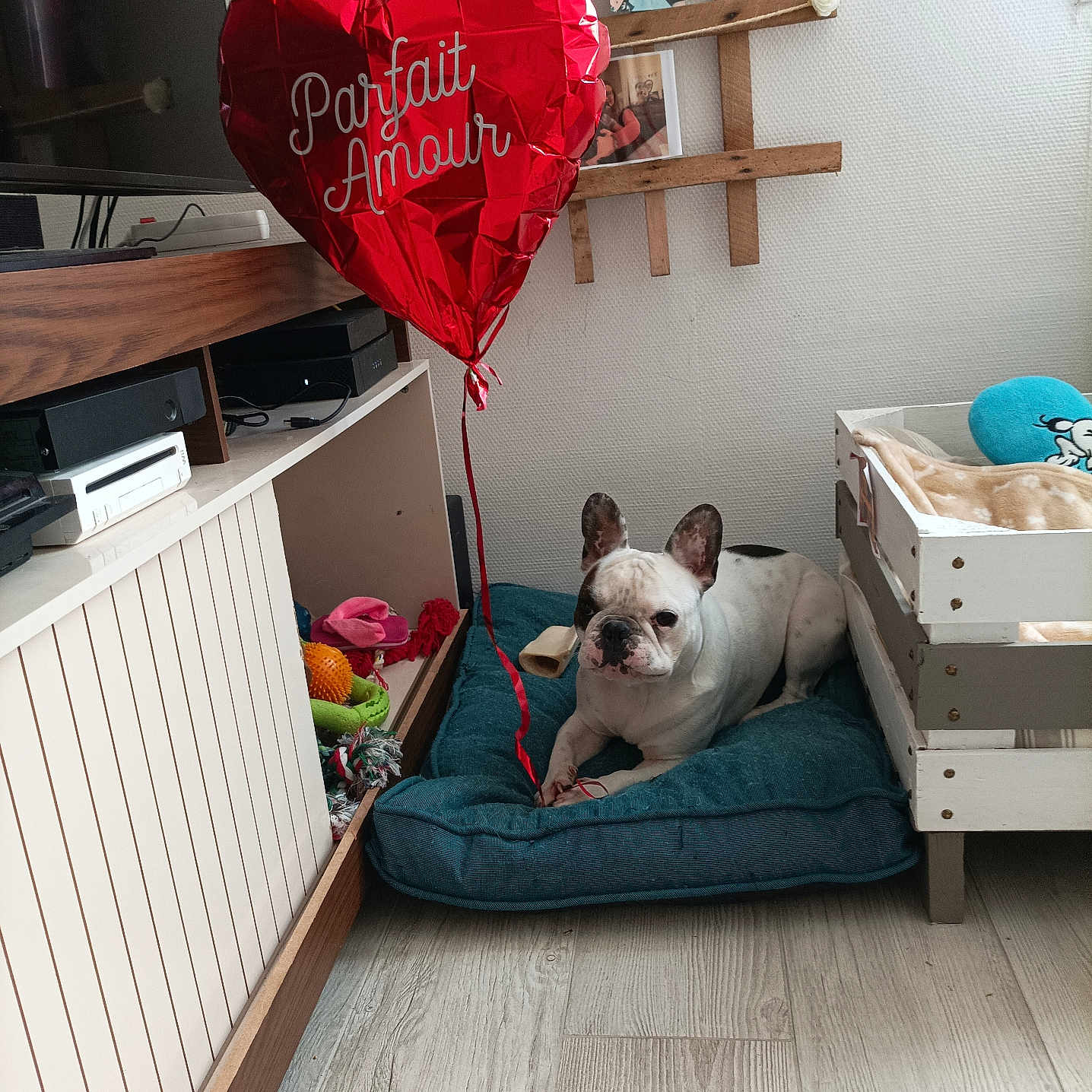 Uno participe au concours pour gagner de l'argent avec cette photo : accessories, animal, architecture, box, building, bulldog, canine, dog, dogbed, face, furniture, glasses, hardwood, head, indoors, livingroom, person, pet, room, wood