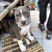 Aïko participe au concours pour gagner de l'argent avec cette photo : animal, black_coat, blurred_background, brown_markings, chair, curious, cute, dog, ears, face, human_legs, nose, outdoor, paws, pet, puppy, sitting, tile_floor, white_paws, woven