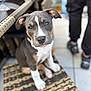 animal, black_coat, blurred_background, brown_markings, chair, curious, cute, dog, ears, face, human_legs, nose, outdoor, paws, pet, puppy, sitting, tile_floor, white_paws, woven