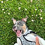 Aïko a rejoint le concours — aidez-le/la à gagner de superbes lots ! active, animal, canine, closeup, cute, dog, flowers, fun, grass, greenery, hand, happy, harness, joy, nature, outdoor, paw, pet, playful, summer