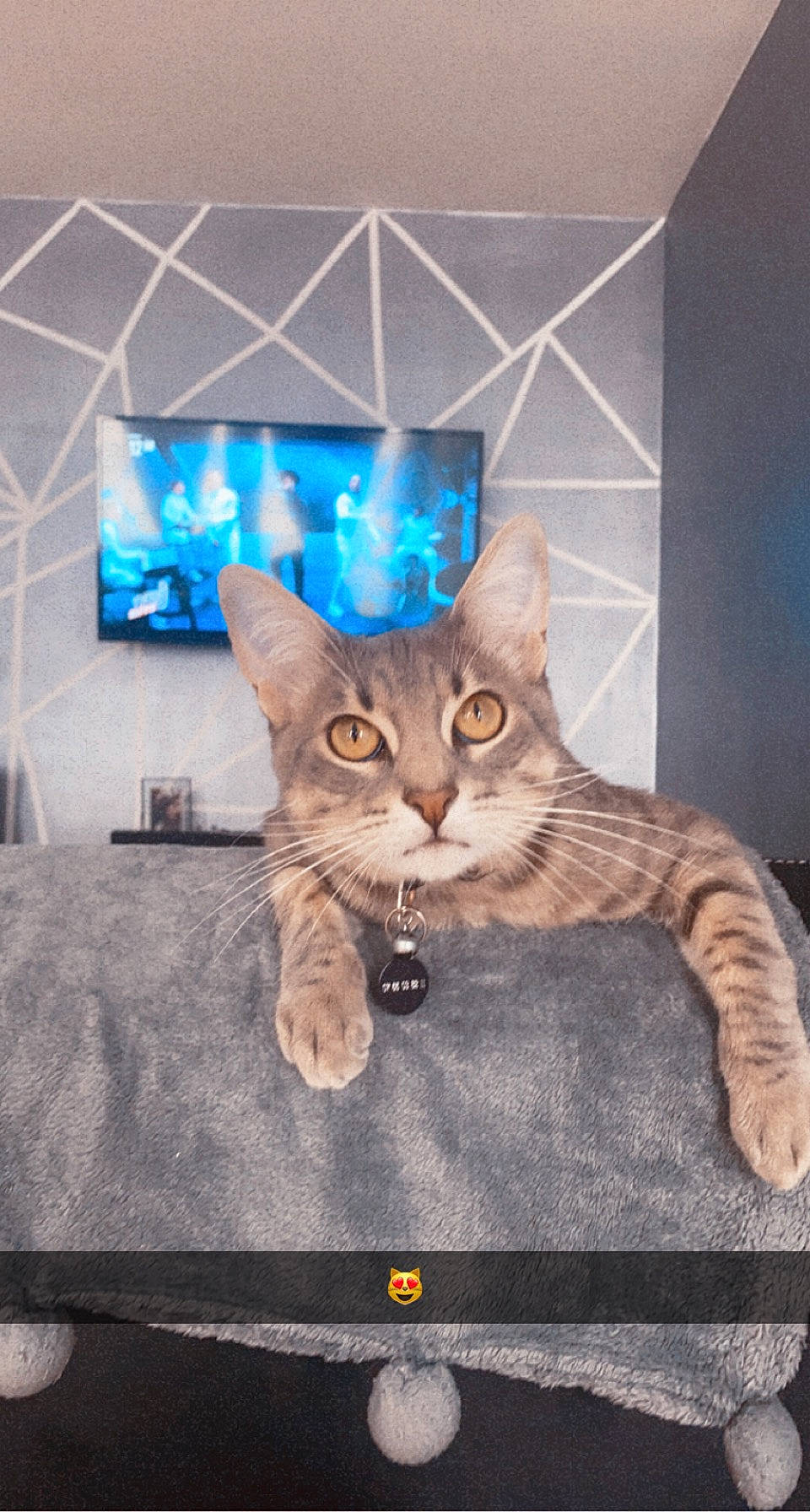 Snoopy a rejoint le concours — aidez-le/la à gagner de superbes lots ! carnivore, cat, cat_furniture, claw, domestic_short_haired_cat, electric_blue, fawn, felidae, fur, organism, paw, photo_caption, sitting, small_to_medium_sized_cats, tail, whiskers