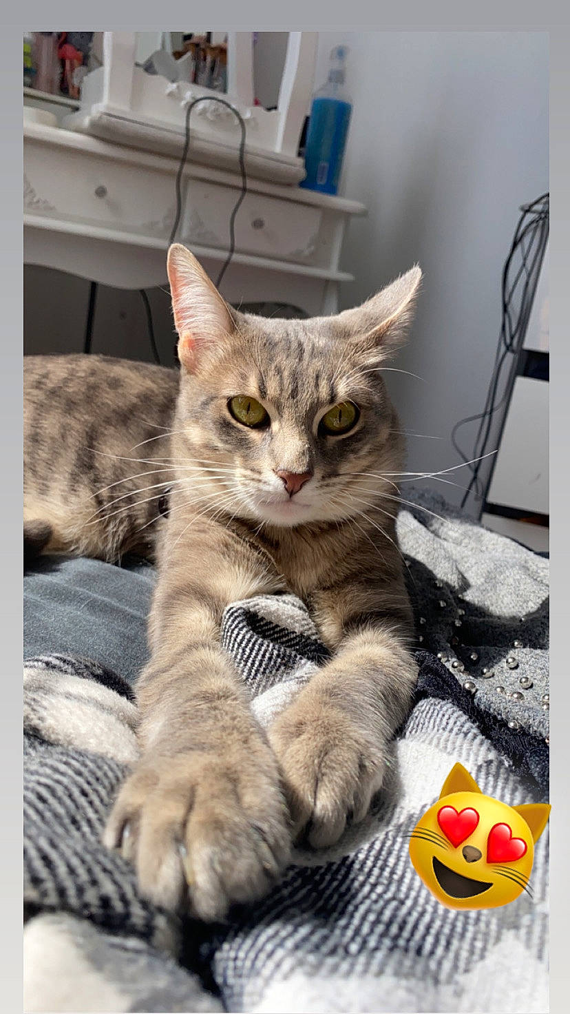 Snoopy a rejoint le concours — aidez-le/la à gagner de superbes lots ! box, cabinetry, carnivore, cat, chest_of_drawers, claw, comfort, domestic_short_haired_cat, drawer, fawn, felidae, fur, grey, paw, photo_caption, sitting, small_to_medium_sized_cats, snout, tail, whiskers