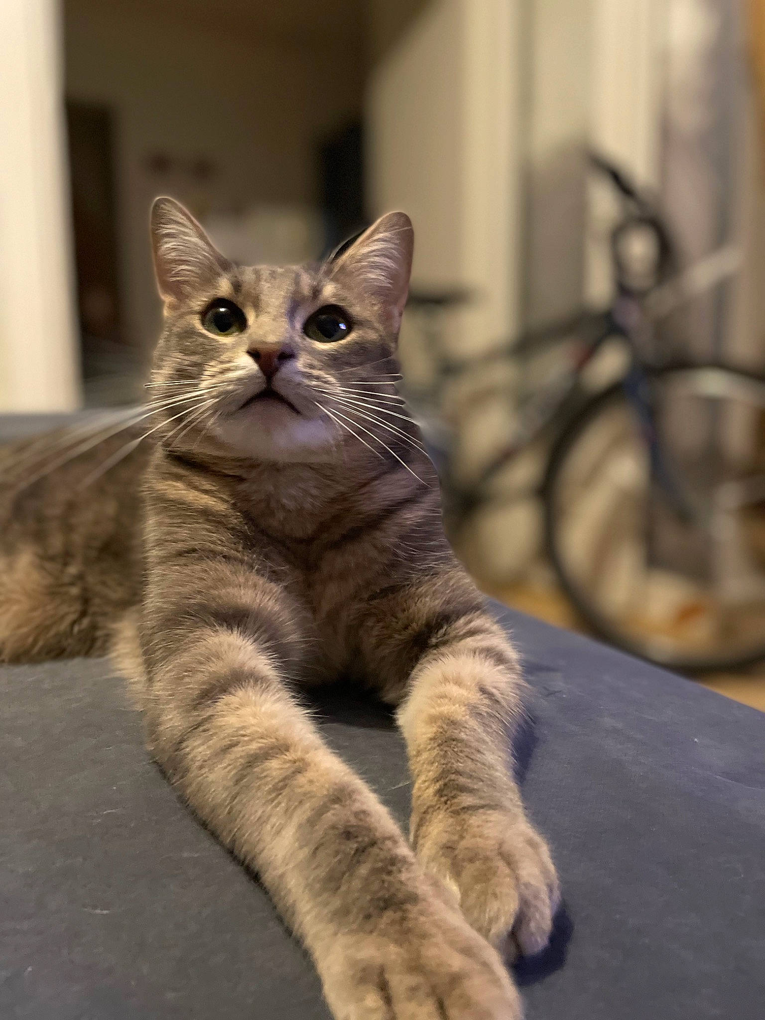 Snoopy participe au concours pour gagner de l'argent avec cette photo : bicycle, carnivore, cat, claw, domestic_short_haired_cat, door, felidae, foot, fur, grey, metal, paw, sitting, small_to_medium_sized_cats, snout, tail, terrestrial_animal, whiskers, wildlife