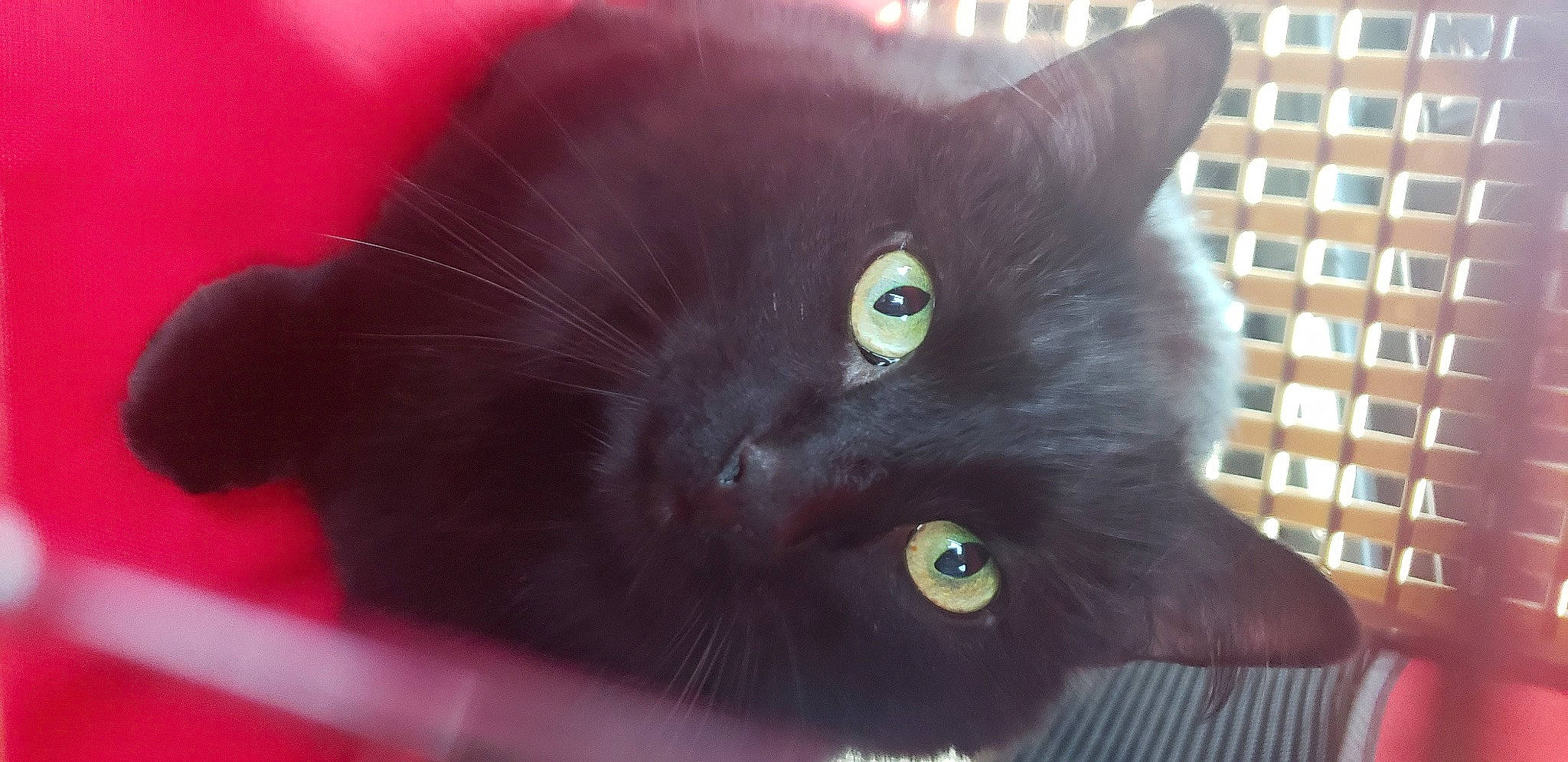 Muffin is registered to the contest to win money with this photo: black_cat, bombay, carnivore, cat, domestic_short_haired_cat, felidae, fur, plant, small_to_medium_sized_cats, snout, whiskers