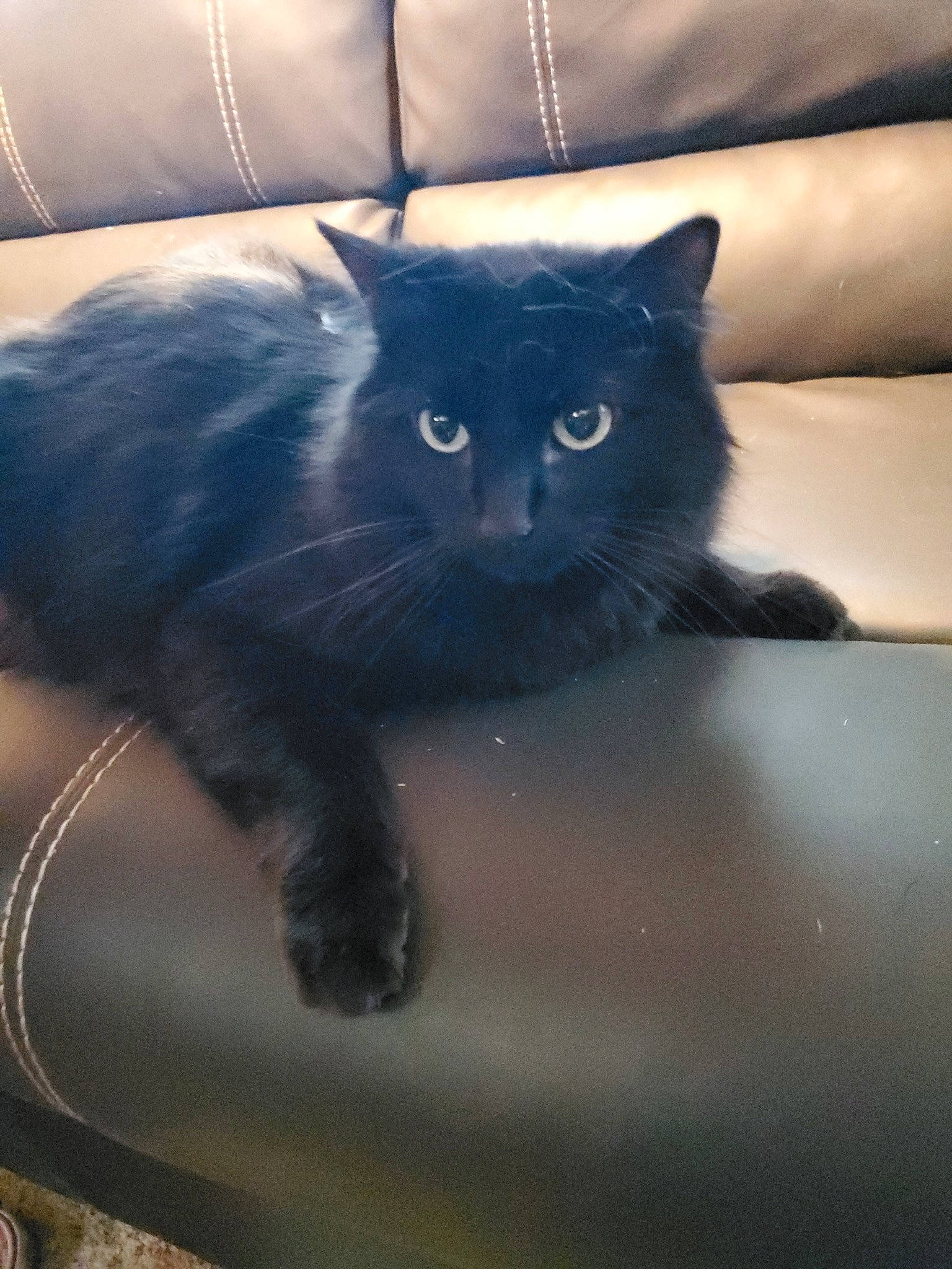 Muffin is registered to the contest to win money with this photo: black_cat, carnivore, cat, claw, comfort, couch, domestic_short_haired_cat, electric_blue, felidae, fur, grey, human_leg, paw, sitting, small_to_medium_sized_cats, snout, tail, tints_and_shades, whiskers, window