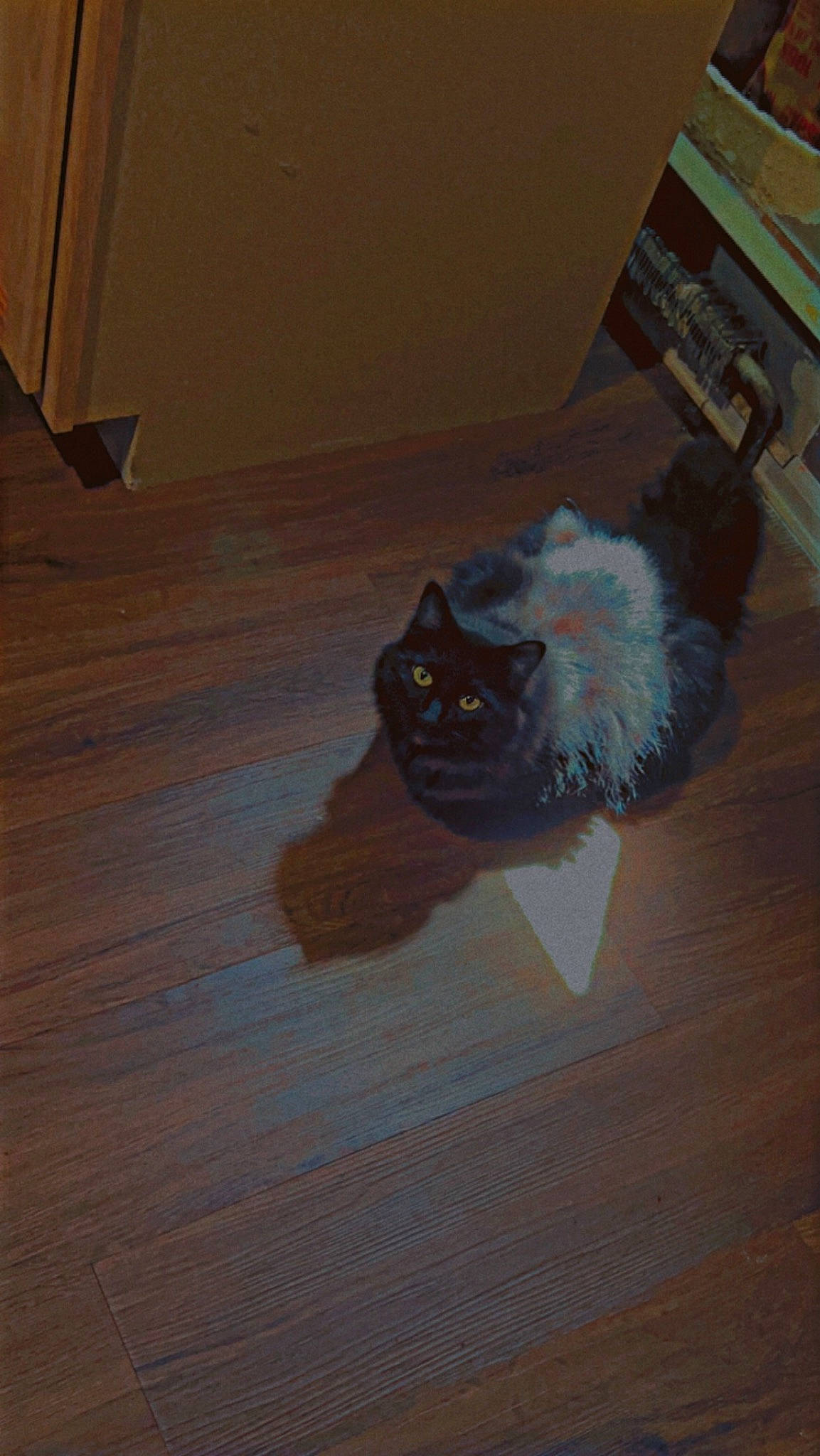 Muffin joined the competition — help win amazing prizes! carnivore, cat, companion_dog, felidae, floor, flooring, fur, grey, hardwood, laminate_flooring, paw, room, small_to_medium_sized_cats, tail, toy_dog, varnish, whiskers, wood, wood_flooring, wood_stain