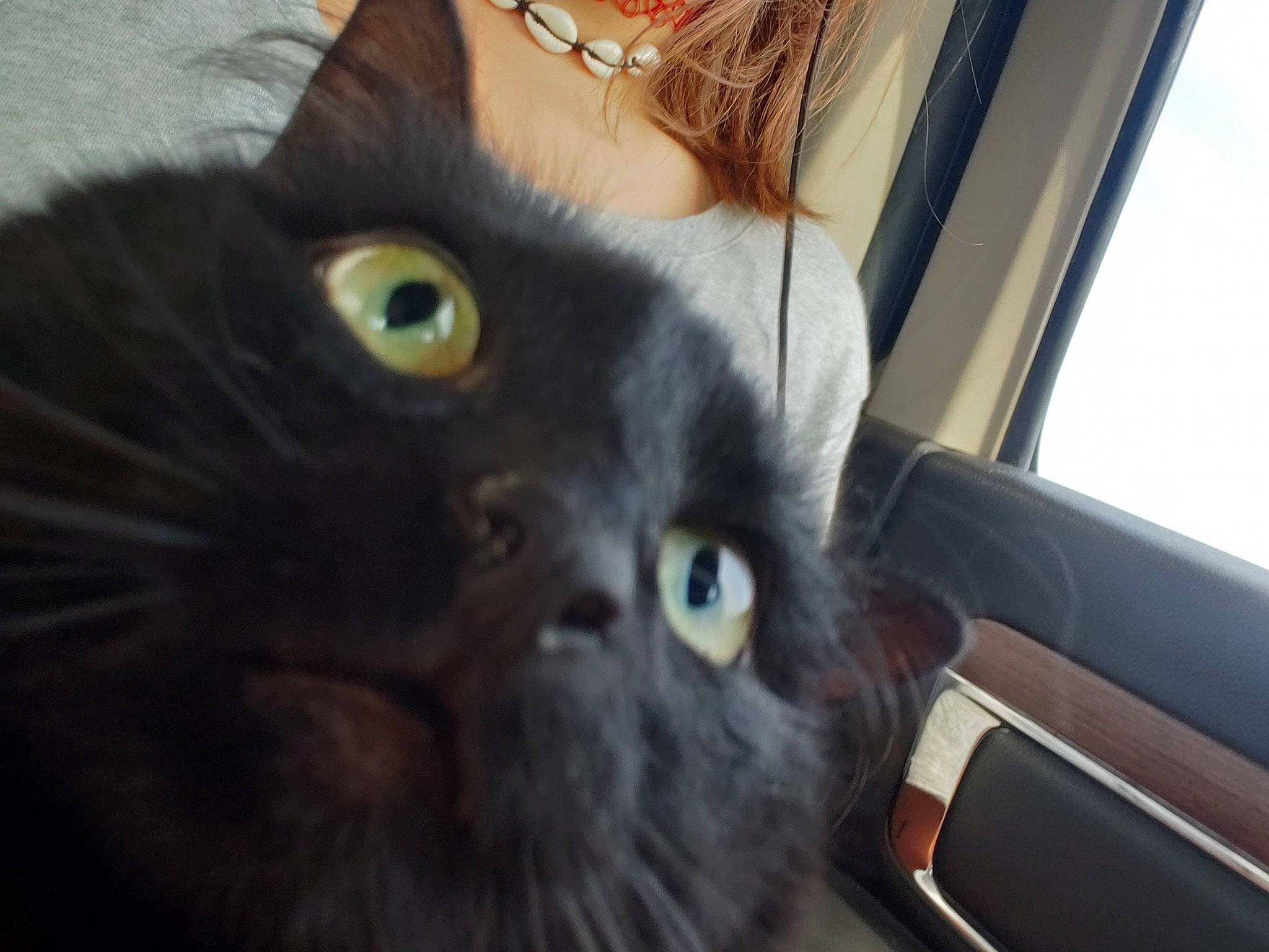 Muffin joined the competition — help win amazing prizes! black_cat, bombay, carnivore, cat, comfort, domestic_short_haired_cat, ear, felidae, fur, iris, small_to_medium_sized_cats, snout, terrestrial_animal, whiskers