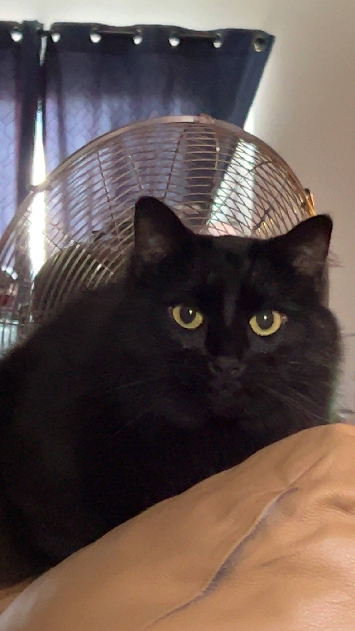 Muffin joined the competition — help win amazing prizes! black_cat, carnivore, cat, comfort, domestic_short_haired_cat, felidae, fur, pet_supply, small_to_medium_sized_cats, snout, terrestrial_animal, whiskers