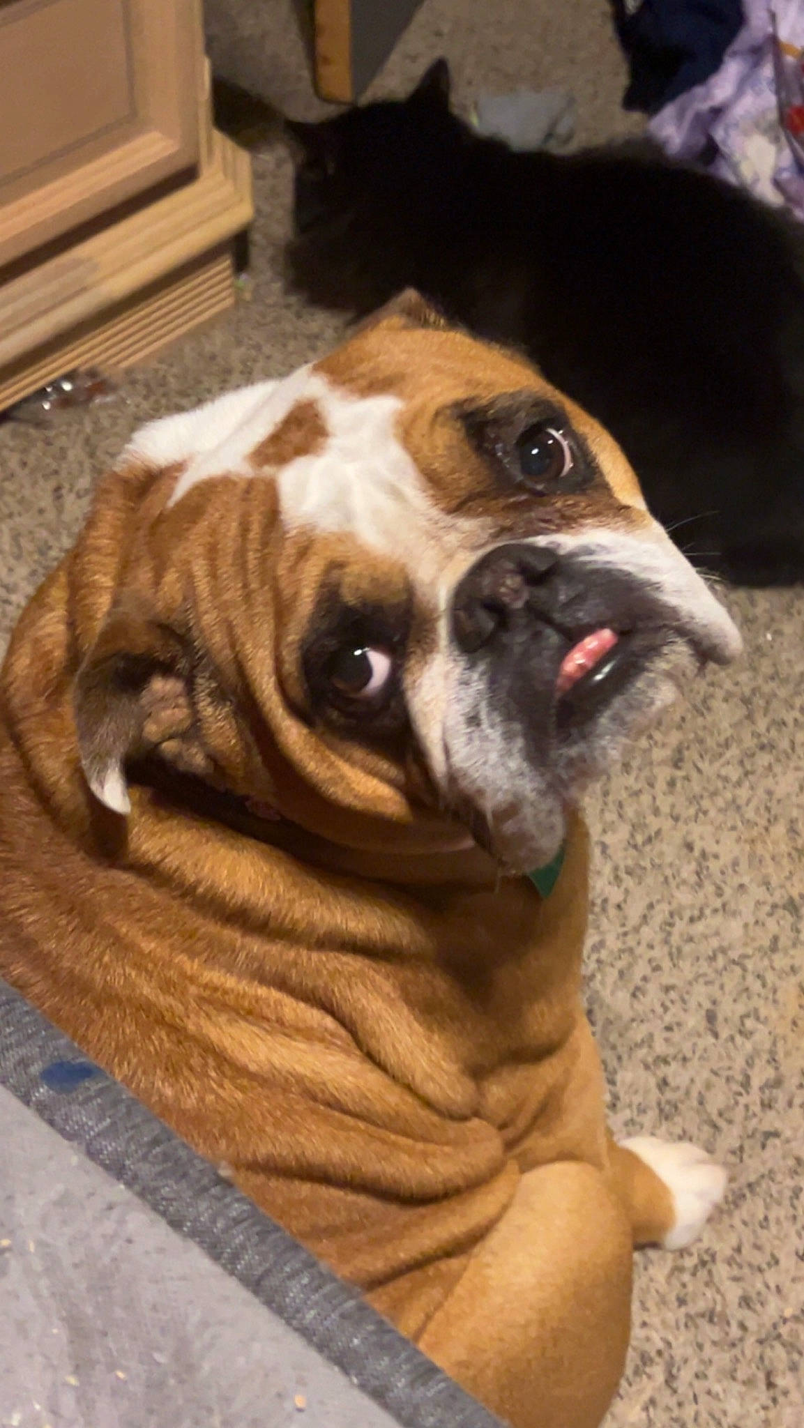 Bella is registered to the contest to win money with this photo: bulldog, canidae, carnivore, comfort, companion_dog, dog, dog_breed, dog_collar, fawn, fur, molosser, puppy_love, snout, sporting_group, toy_dog, whiskers, wood, working_animal, working_dog, wrinkle