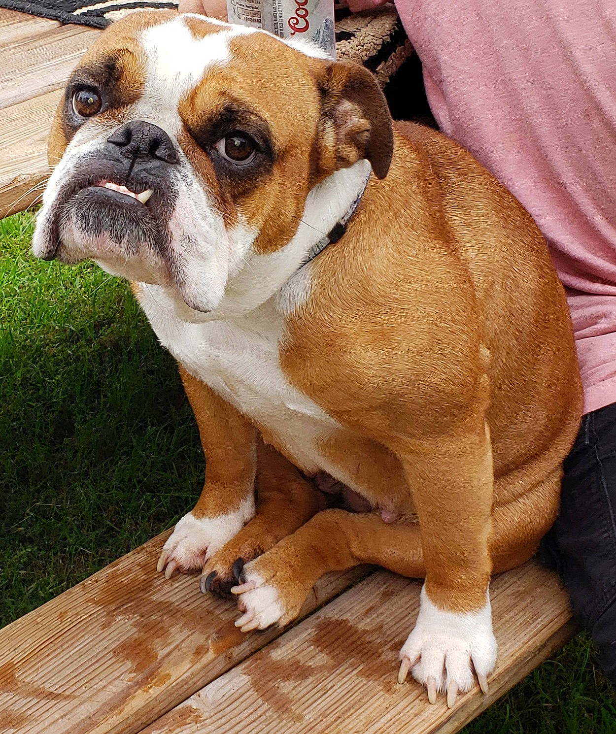 Bella joined the competition — help win amazing prizes! bulldog, canidae, carnivore, companion_dog, dog, dog_breed, fawn, grass, hardwood, non_sporting_group, plank, snout, sporting_group, terrestrial_animal, toy_dog, white_english_bulldog, wood, wood_stain, working_animal, wrinkle