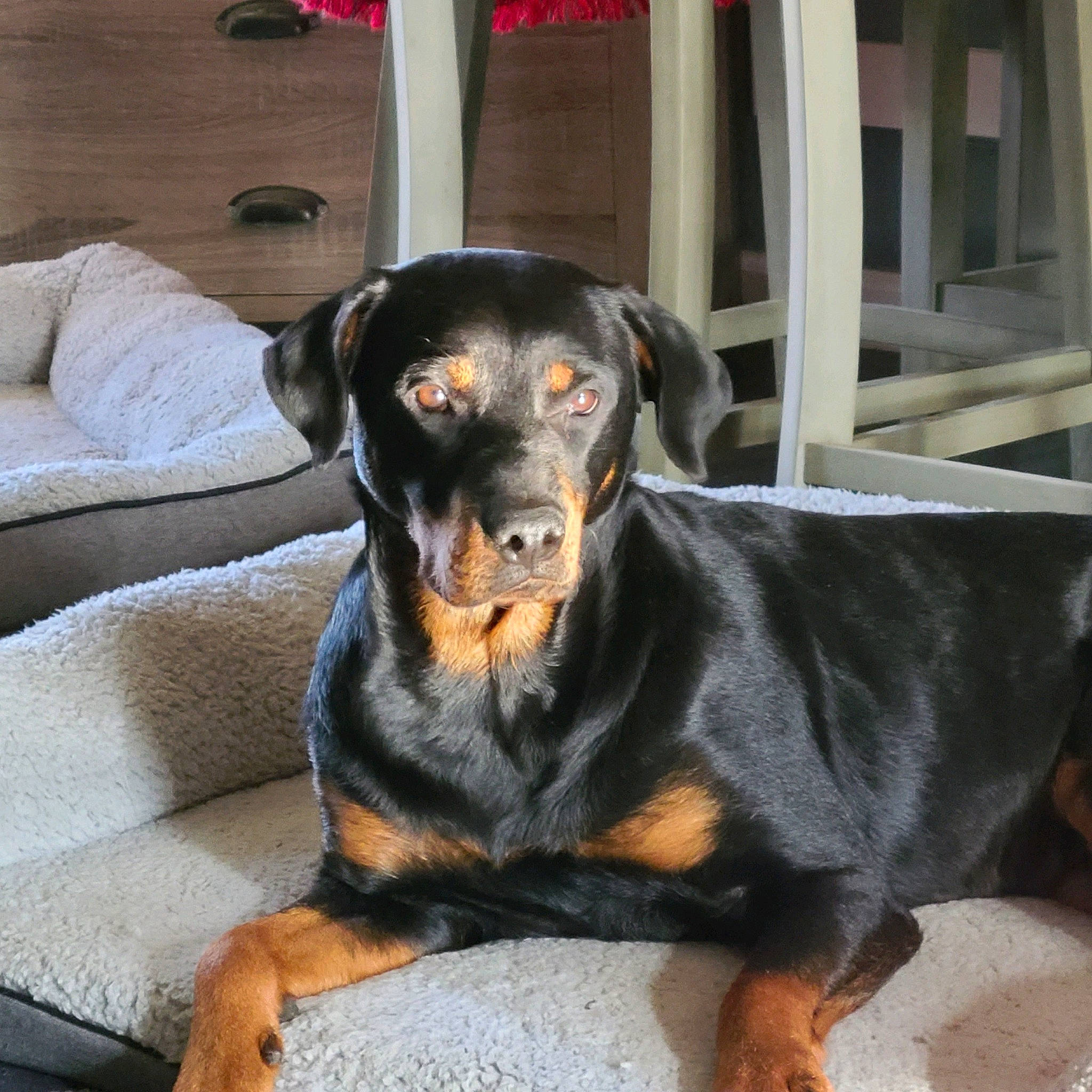 Karma Jean is registered to the contest to win money with this photo: austrian_black_and_tan_hound, canidae, carnivore, comfort, companion_dog, dog, dog_breed, guard_dog, hound, hunting_dog, rottweiler, sharing, snout, sporting_group, terrestrial_animal, working_animal, working_dog