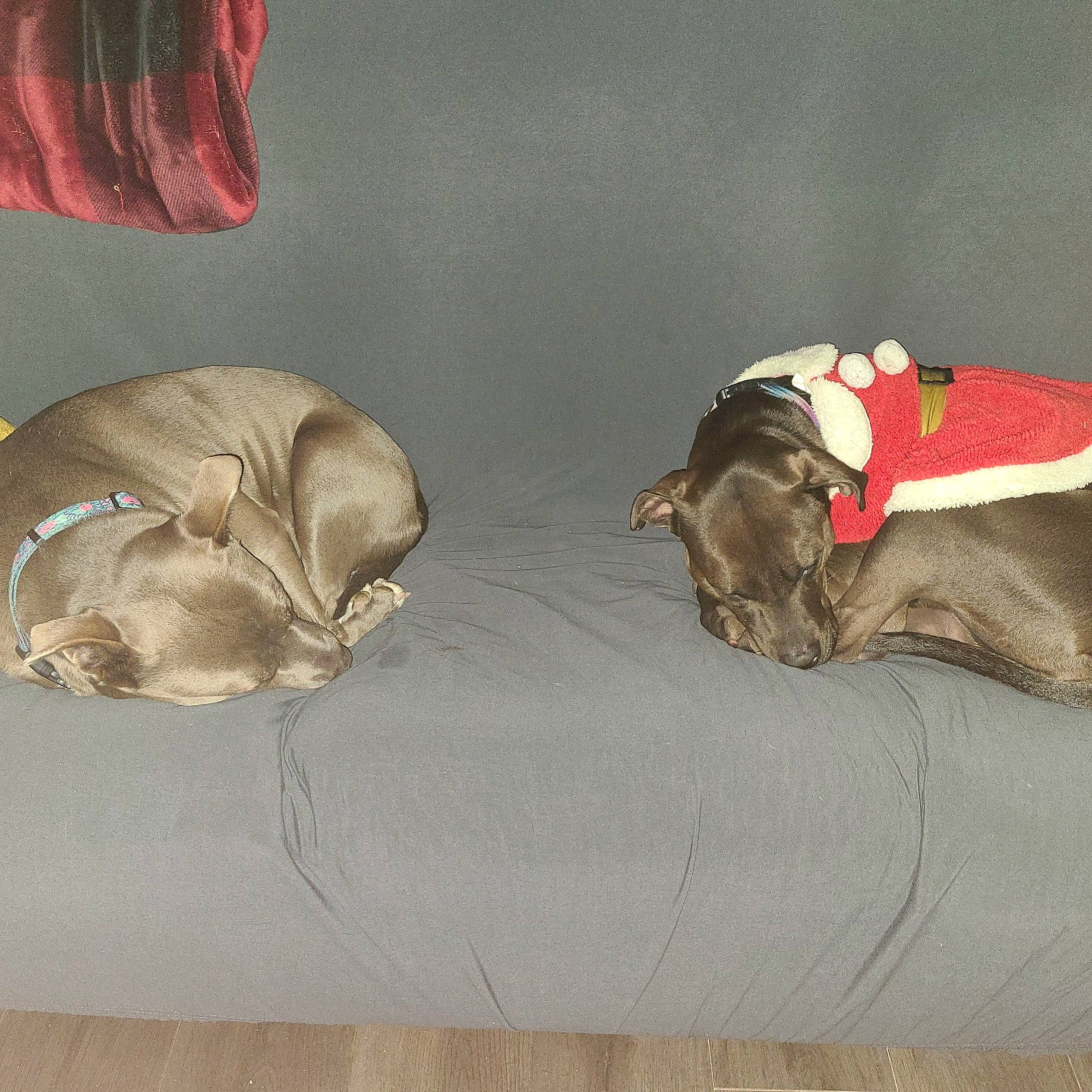 Baby is registered to the contest to win money with this photo: art, artifact, carmine, carnivore, comfort, fawn, felidae, fruit, fur, linens, metal, paw, small_to_medium_sized_cats, still_life, still_life_photography, tail, vegetable, visual_arts, whiskers, wood