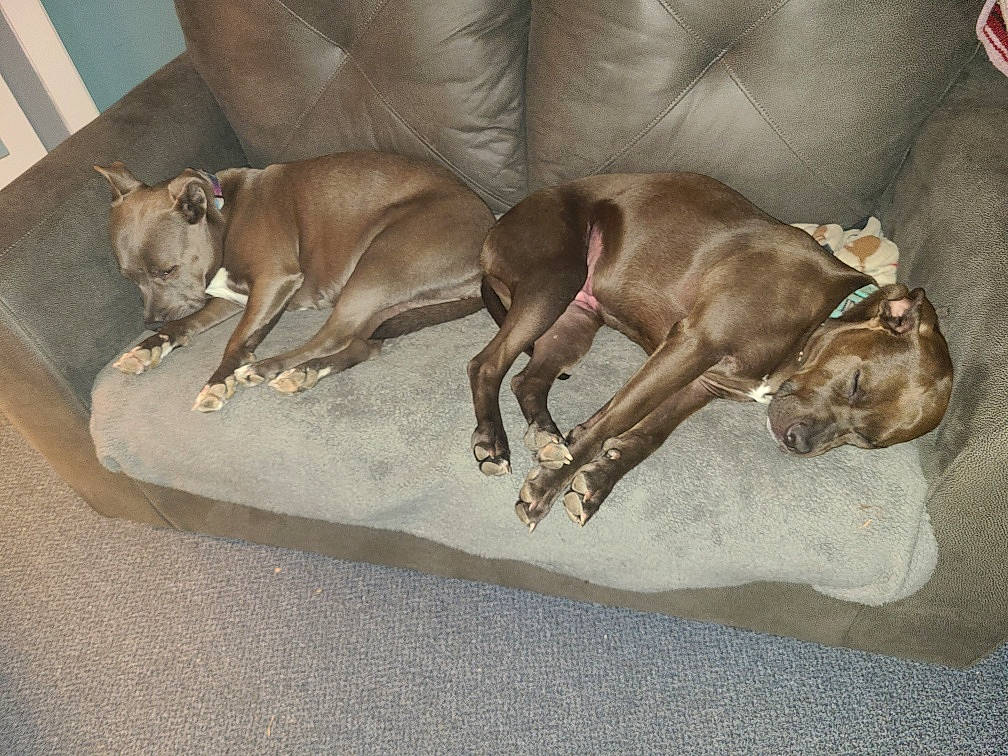 Baby is registered to the contest to win money with this photo: brown, canidae, carnivore, comfort, companion_dog, dog, dog_breed, dog_supply, fawn, flag, liver, pet_supply, sporting_group, terrestrial_animal, working_animal