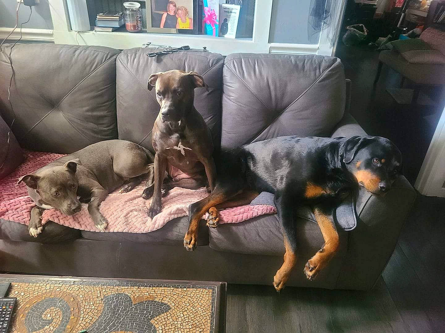 Baby joined the competition — help win amazing prizes! bookcase, canidae, carnivore, comfort, companion_dog, couch, dog, dog_breed, dog_supply, fawn, furniture, grey, guard_dog, living_room, montenegrin_mountain_hound, picture_frame, sporting_group, studio_couch, toy_dog, working_animal