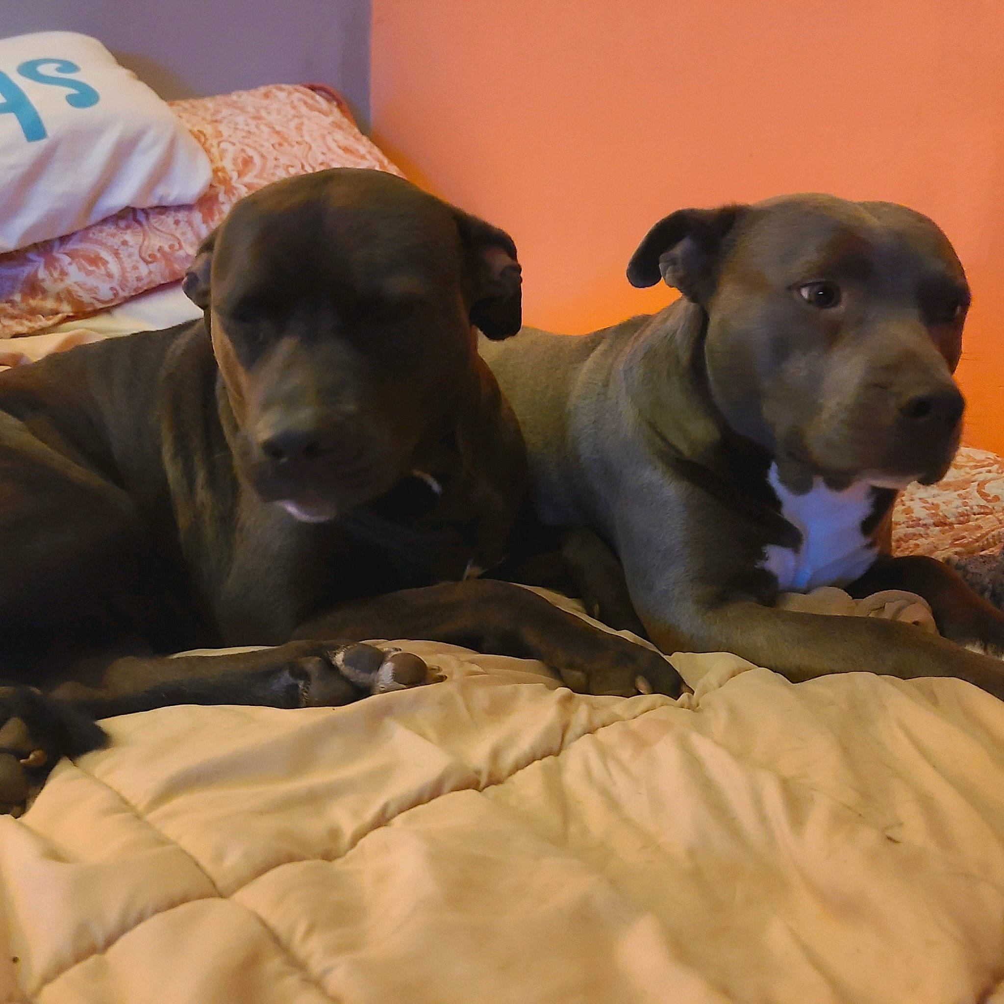 Baby joined the competition — help win amazing prizes! canidae, carnivore, collar, comfort, companion_dog, dog, dog_breed, dog_supply, fawn, guard_dog, gun_dog, hunting_dog, liver, non_sporting_group, pet_supply, snout, sporting_group, whiskers, working_animal