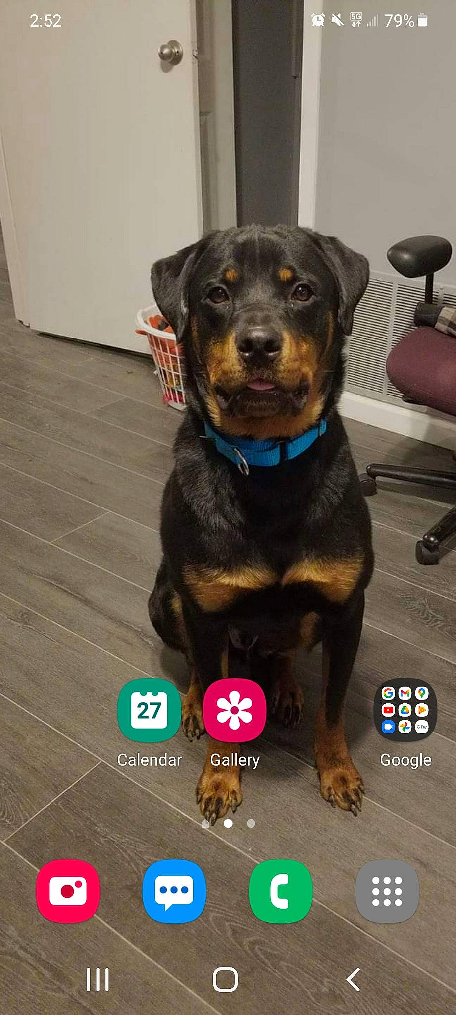 Ceaser is registered to the contest to win money with this photo: borador, canidae, carnivore, collar, companion_dog, dog, dog_breed, dog_collar, dog_supply, flooring, fur, guard_dog, liver, logo, pet_supply, rottweiler, sporting_group, whiskers, working_animal, working_dog