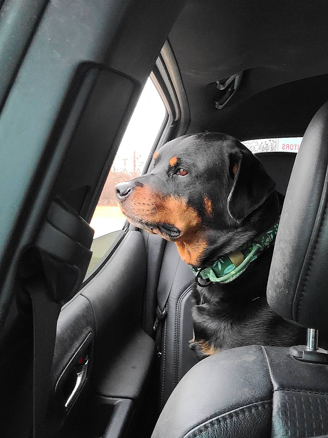 Ceaser joined the competition — help win amazing prizes! auto_part, automotive_design, automotive_exterior, automotive_lighting, car, car_seat, car_seat_cover, carnivore, companion_dog, dog, dog_breed, head_restraint, motor_vehicle, personal_luxury_car, snout, sporting_group, steering_wheel, vehicle, vehicle_door, window