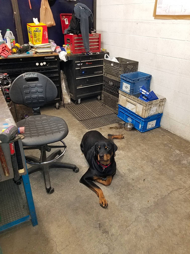 Ceaser is registered to the contest to win money with this photo: backpack, bag, carnivore, chair, companion_dog, desk, dog, dog_breed, floor, flooring, gas, hardwood, luggage_and_bags, machine, room, sitting, sporting_group, table, wood, working_animal