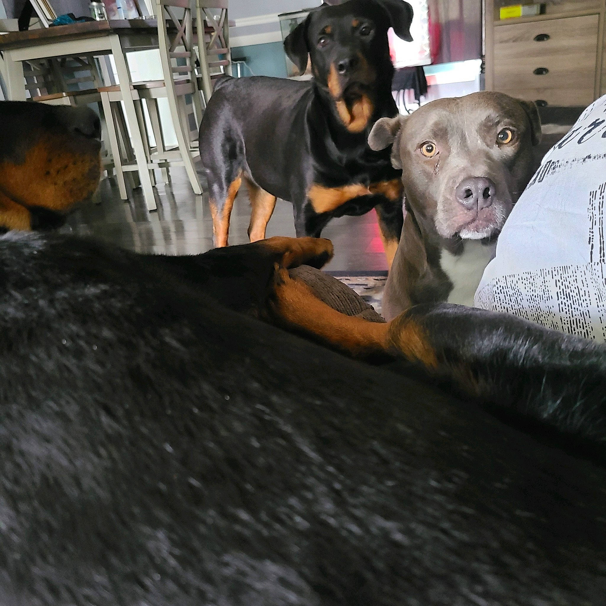 Roxi Roo is registered to the contest to win money with this photo: carnivore, companion_dog, dog, dog_breed, fawn, fur, guard_dog, hunting_dog, snout, sporting_group, street_dog, toy_dog, vertebrate, wood, working_animal, working_dog