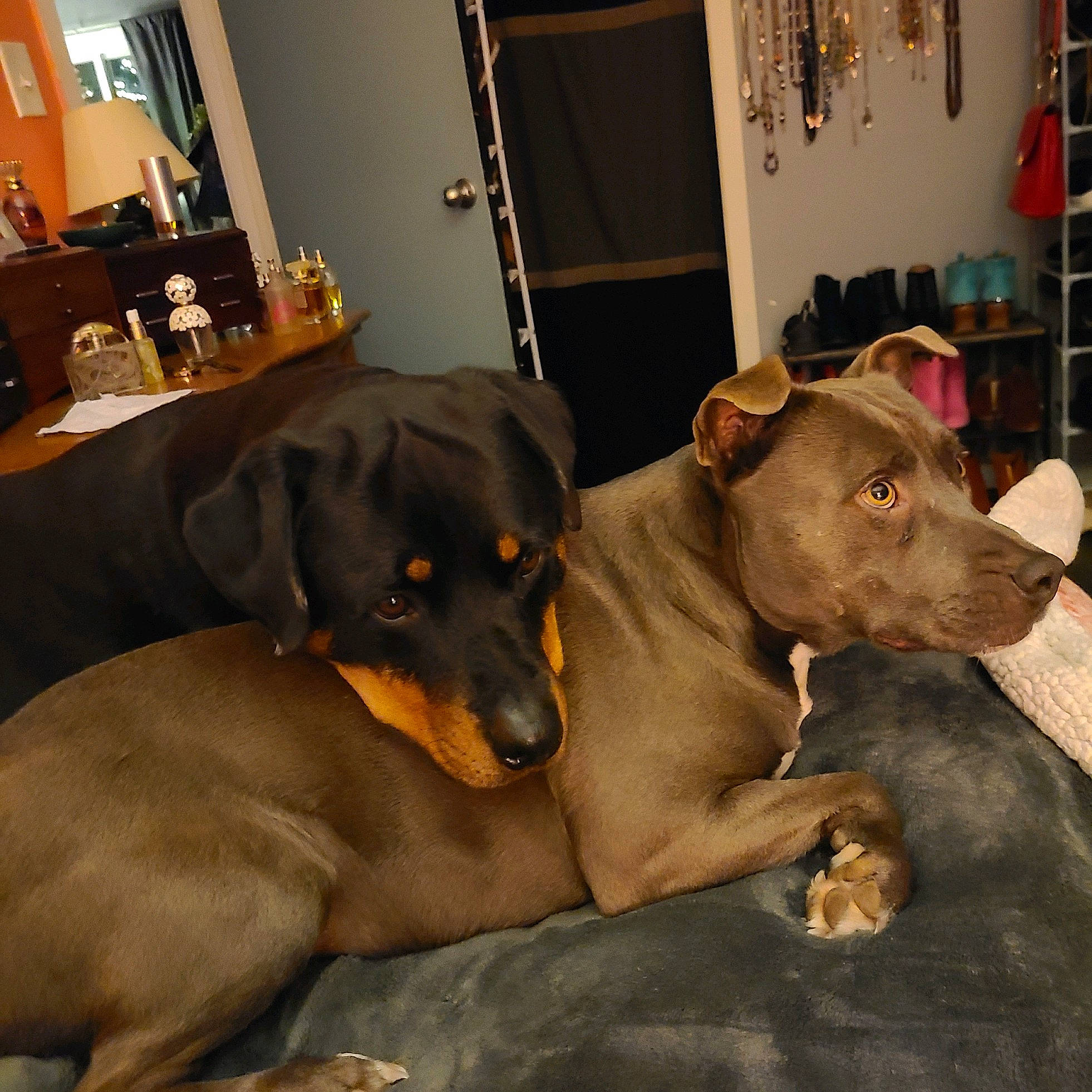 Roxi Roo joined the competition — help win amazing prizes! canidae, carnivore, collar, comfort, companion_dog, dog, dog_breed, dog_collar, dog_supply, fawn, fur, guard_dog, liver, picture_frame, pinscher, snout, sporting_group, whiskers, working_animal, working_dog