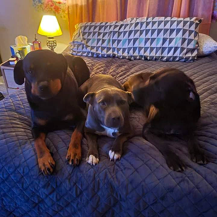 Roxi Roo is registered to the contest to win money with this photo: canidae, carnivore, comfort, companion_dog, couch, dog, dog_breed, flooring, fur, guard_dog, gun_dog, hardwood, lamp, liver, metal, room, scent_hound, sporting_group, working_animal, working_dog