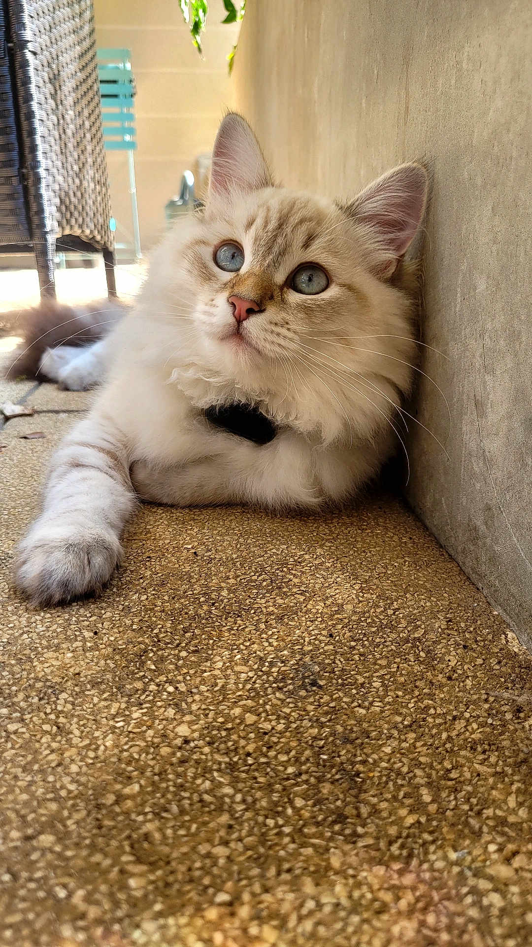 Amos
