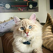 Amos a rejoint le concours — aidez-le/la à gagner de superbes lots ! cat, blue_eyes, fluffy, whiskers, couch, indoor, painting, art, vintage_car, furniture, relaxed, pet, animal, portrait, closeup, soft_fur, home, cozy, domestic, light