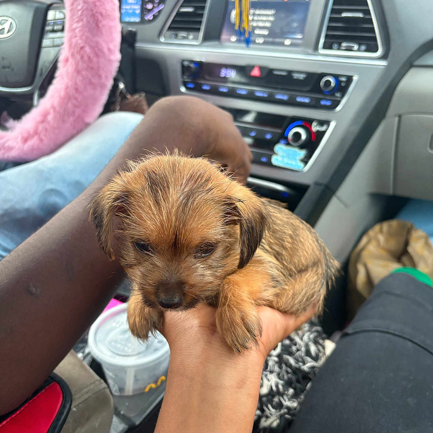 Prince is registered to the contest to win money with this photo: black_pants, brown_puppy, car_interior, clothing, console, cup_holder, cute, dashboard, dog, fuzzy_cover, hand, holding, indoor, person, pet, puppy, resting, seat, small_dog, steering_wheel