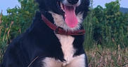 Vanille a rejoint le concours — aidez-le/la à gagner de superbes lots ! animal, black_and_white, border_collie, canine, collar, dog, dry_grass, ears_up, field, grass, greenery, happy, nature, outdoor, pet, playful, portrait, sitting, sunset, tongue_out