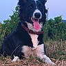 animal, black_and_white, border_collie, canine, collar, dog, dry_grass, ears_up, field, grass, greenery, happy, nature, outdoor, pet, playful, portrait, sitting, sunset, tongue_out