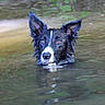 Vanille a rejoint le concours — aidez-le/la à gagner de superbes lots ! animal, black_and_white, calm, canine, closeup, dog, ears, eyes, face, floating, fur, lake, nature, outdoor, pet, portrait, reflection, river, water, wet_fur