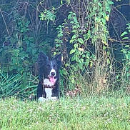 Vanille a rejoint le concours — aidez-le/la à gagner de superbes lots ! animal, black_and_white, canine, daytime, dog, ears, forest, fur, grass, greenery, happy, nature, outdoor, pet, plants, sitting, snout, tongue_out, trees, wildlife