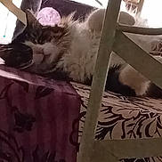 One participe au concours pour gagner de l'argent avec cette photo : animal, cat, chair, cozy, domestic, feline, floral_pattern, fluffy, fur, home, indoor, lounging, patterned_surface, pet, purple, relaxed, resting, soft_light, tablecloth, white