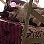 animal, cat, chair, cozy, domestic, feline, floral_pattern, fluffy, fur, home, indoor, lounging, patterned_surface, pet, purple, relaxed, resting, soft_light, tablecloth, white