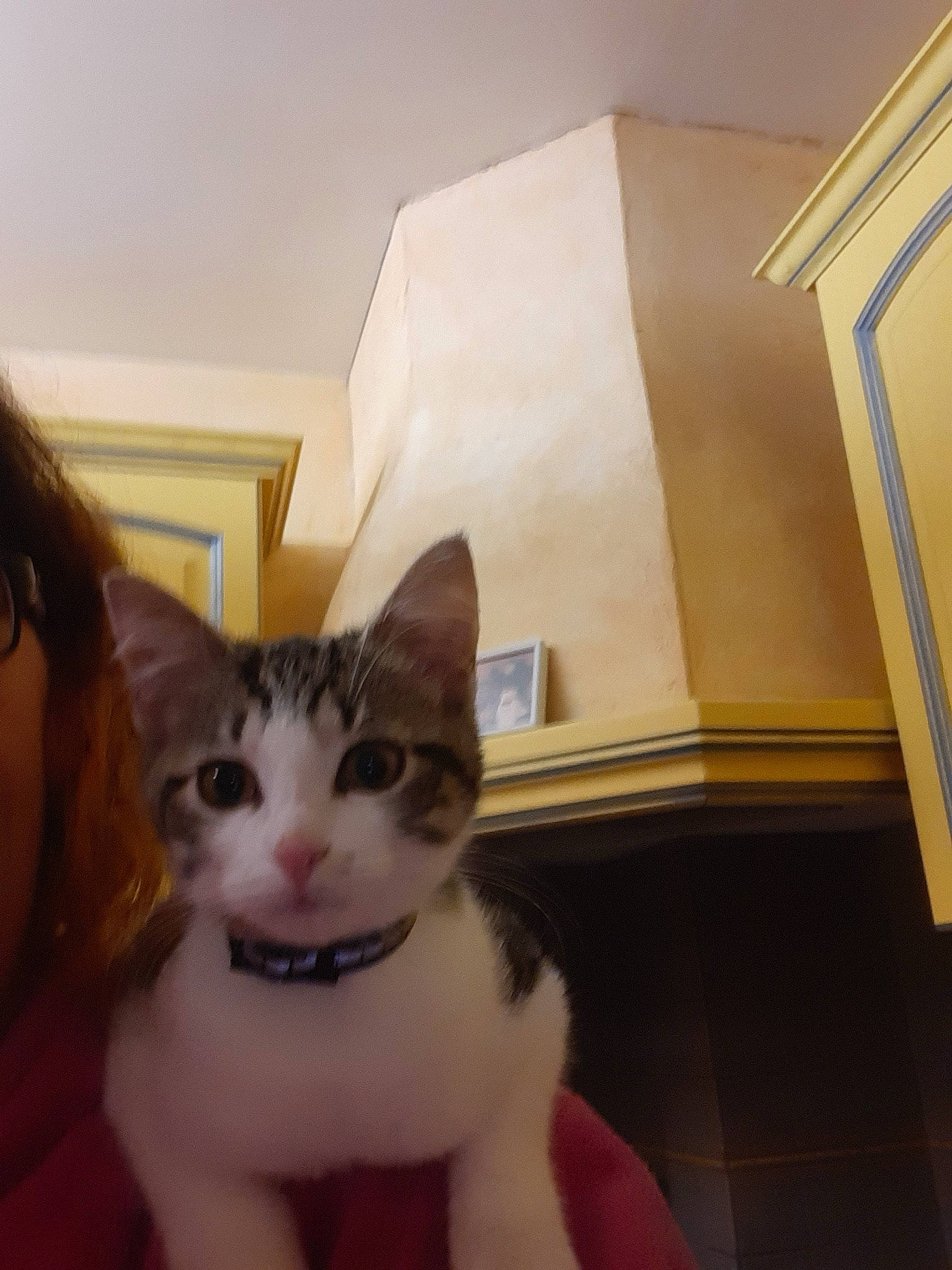 Simba a rejoint le concours — aidez-le/la à gagner de superbes lots ! aegean_cat, asian, carnivore, cat, domestic_short_haired_cat, ear, european_shorthair, fawn, felidae, fur, kitten, leg, polydactyl_cat, small_to_medium_sized_cats, tail, turkish_van, whiskers