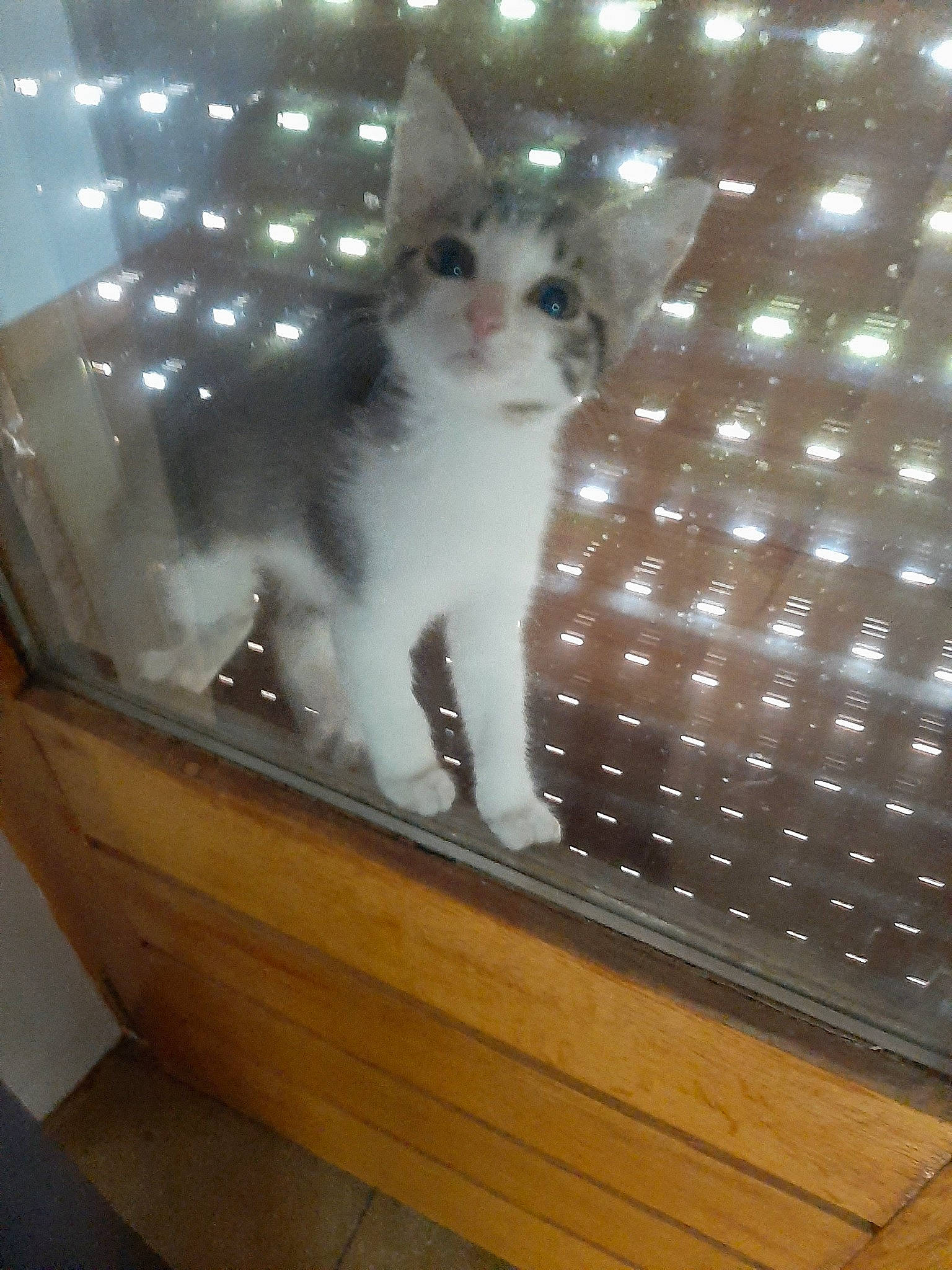 Simba a rejoint le concours — aidez-le/la à gagner de superbes lots ! aegean_cat, american_curl, carnivore, cat, domestic_long_haired_cat, fawn, felidae, kitten, ragamuffin, small_to_medium_sized_cats, turkish_angora, turkish_van, whiskers