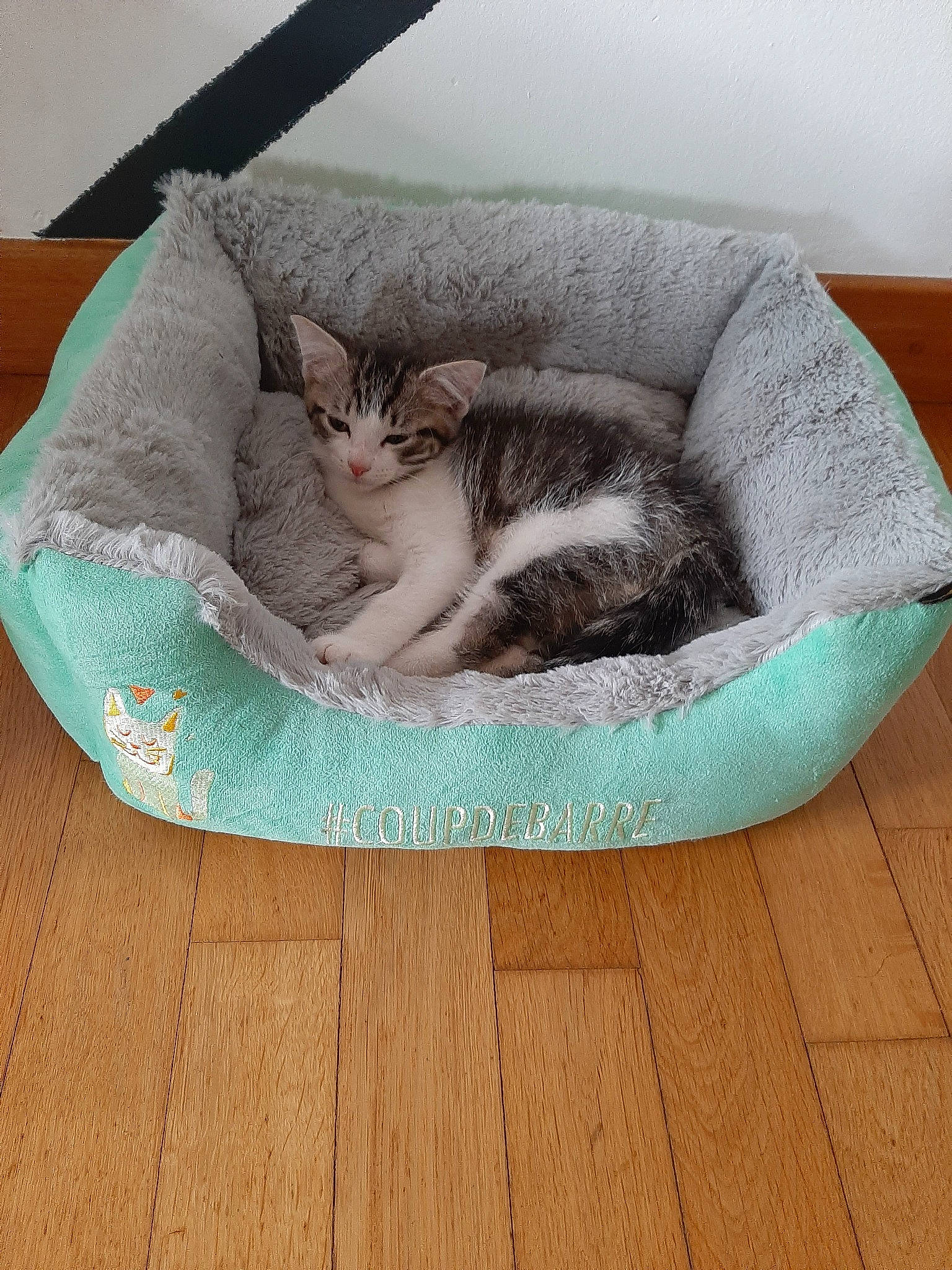 Simba a rejoint le concours — aidez-le/la à gagner de superbes lots ! asian, carnivore, cat, cat_bed, cat_furniture, cat_supply, comfort, dog_bed, domestic_short_haired_cat, european_shorthair, felidae, fur, kitten, nap, pet_supply, small_to_medium_sized_cats, tail, whiskers