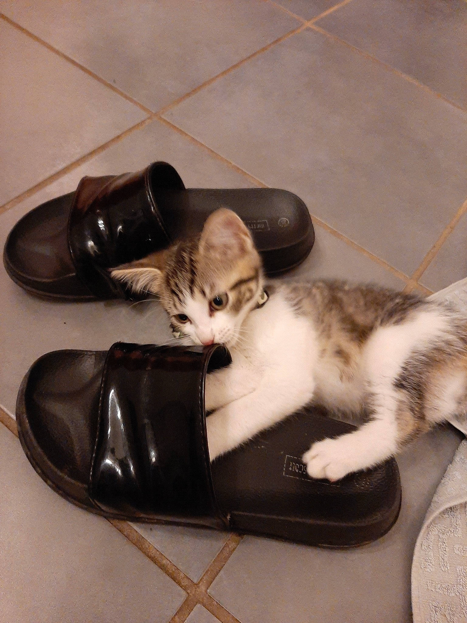 Simba a rejoint le concours — aidez-le/la à gagner de superbes lots ! carnivore, cat, domestic_short_haired_cat, felidae, footwear, kitten, shoe, small_to_medium_sized_cats, tail, whiskers