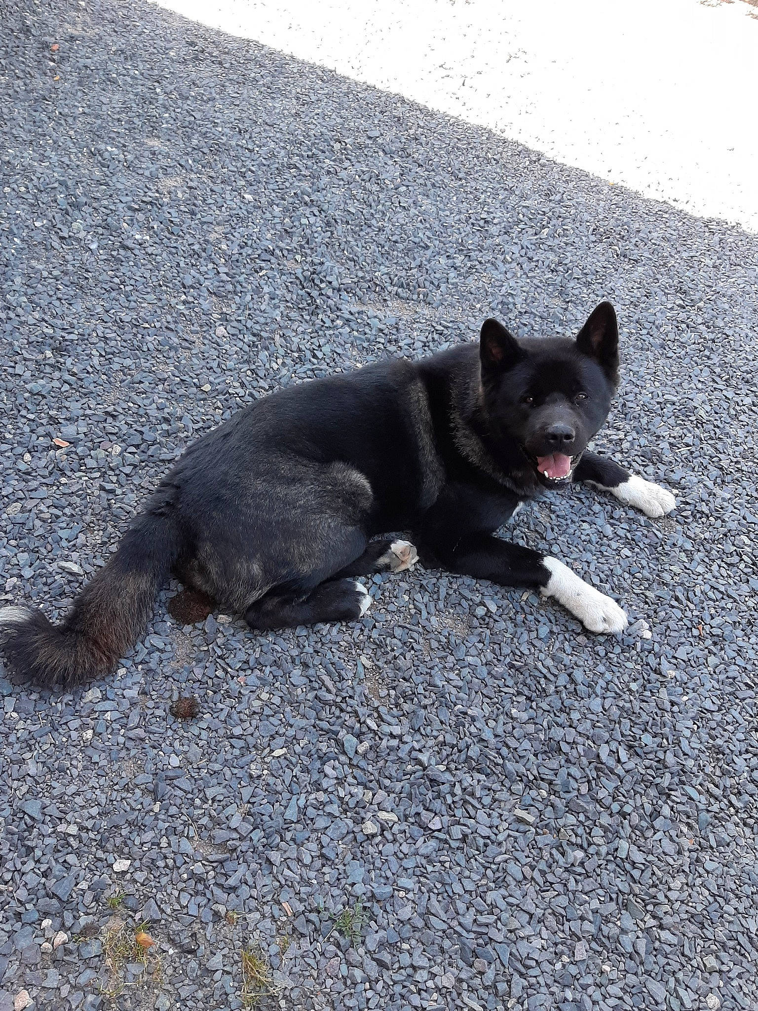 Kuma participe au concours pour gagner de l'argent avec cette photo : black_norwegian_elkhound, canidae, carnivore, dog, dog_breed, mammal, non_sporting_group, snout