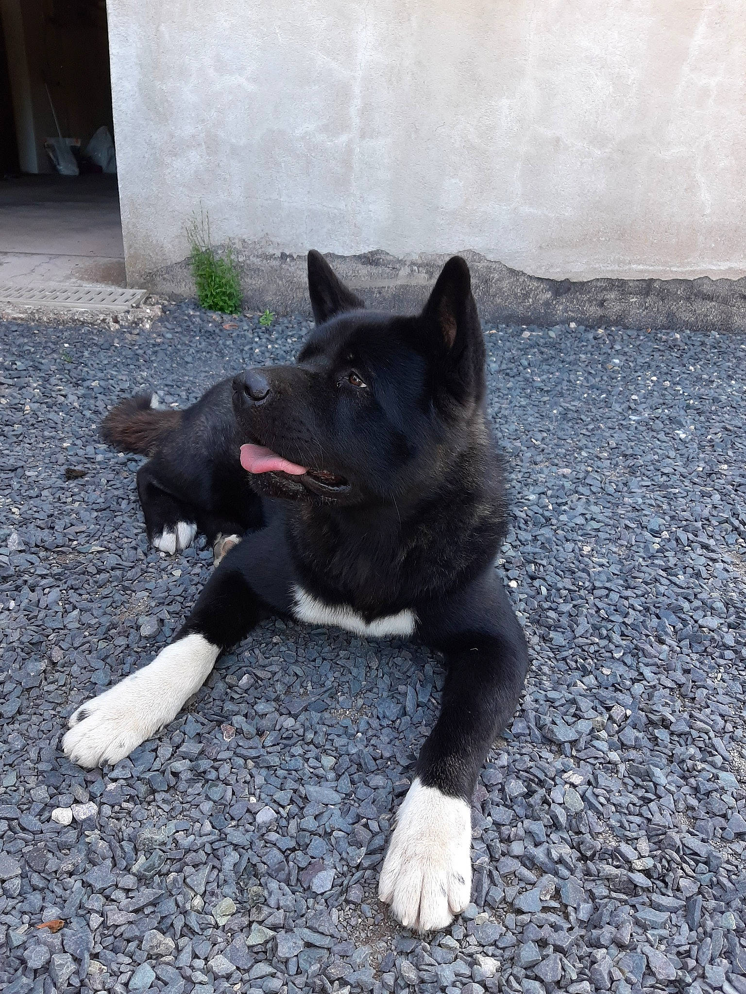 Kuma participe au concours pour gagner de l'argent avec cette photo : akita, black_norwegian_elkhound, canidae, carnivore, dog, dog_breed, formosan_mountain_dog, mammal, snout, sporting_group, tail, vertebrate