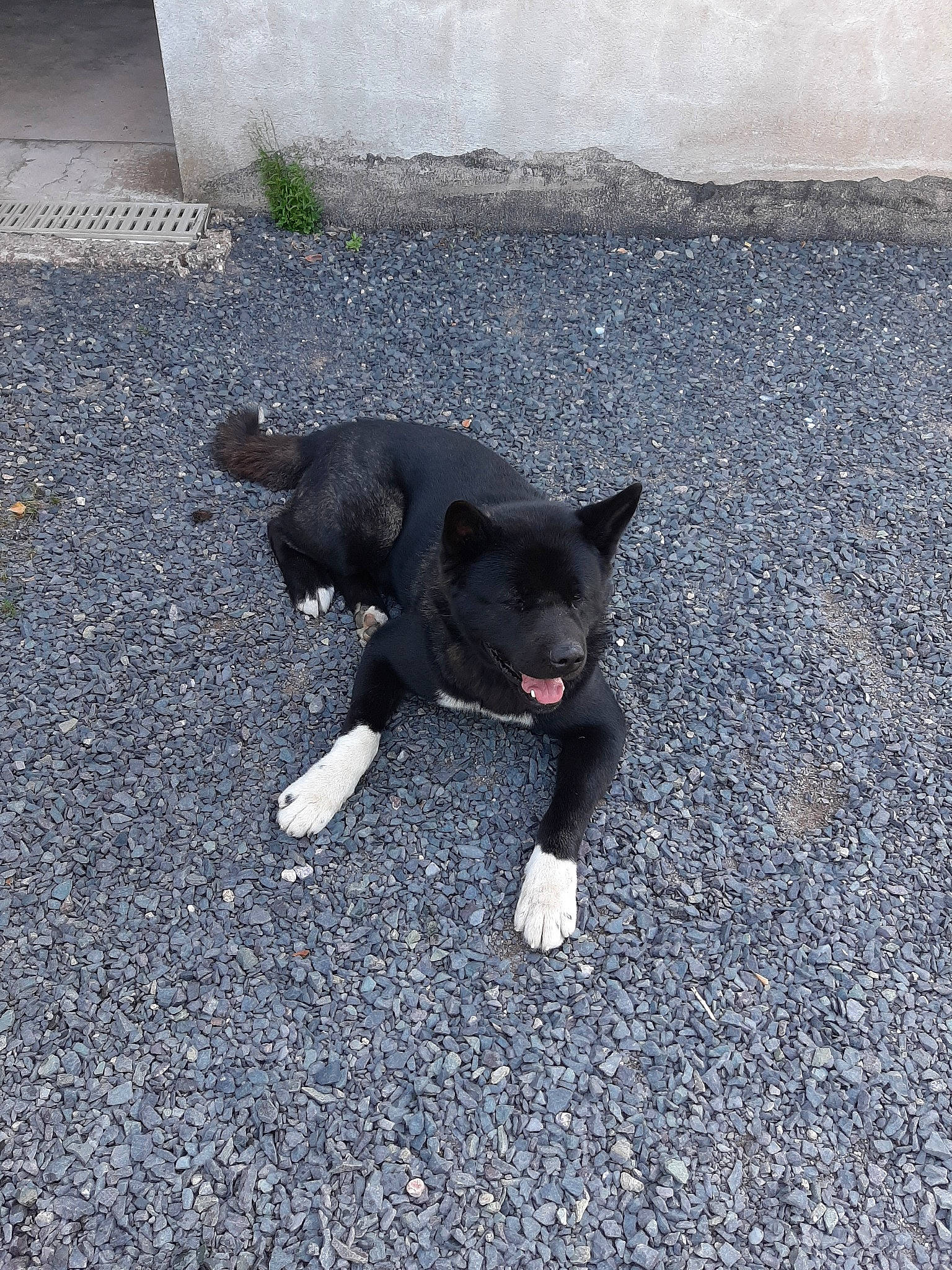 Kuma a rejoint le concours — aidez-le/la à gagner de superbes lots ! akita, canidae, carnivore, dog, dog_breed, mammal, non_sporting_group, puppy, snout, sporting_group, street_dog, tail