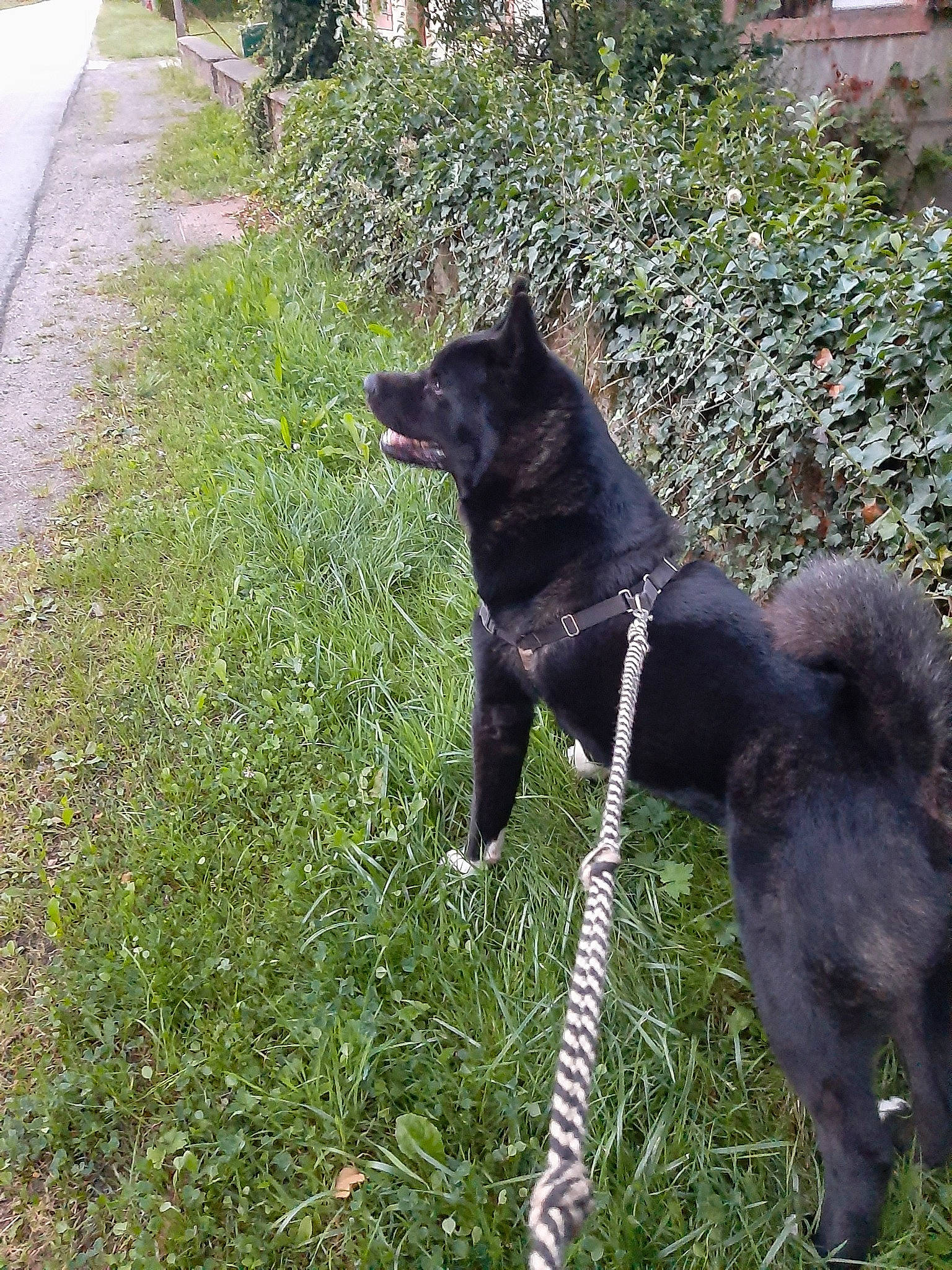 Kuma participe au concours pour gagner de l'argent avec cette photo : black_norwegian_elkhound, canidae, carnivore, dog, dog_breed, grass, kai_ken, laika, mammal, non_sporting_group, schipperke, shikoku, sporting_group, tail, vertebrate