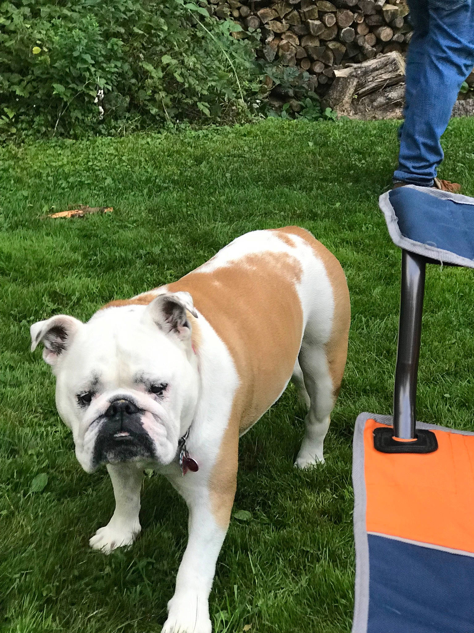 Ellie joined the competition — help win amazing prizes! australian_bulldog, british_bulldogs, bulldog, canidae, carnivore, companion_dog, dog, dog_breed, dorset_olde_tyme_bulldogge, grass, mammal, non_sporting_group, old_english_bulldog, olde_english_bulldogge, pug, renascence_bulldogge, snout, toy_bulldog, vertebrate, white_english_bulldog