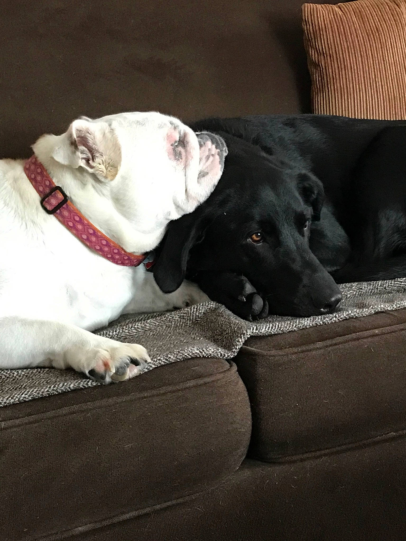 Ellie is registered to the contest to win money with this photo: american_bulldog, canidae, carnivore, companion_dog, dog, dog_breed, dog_collar, fawn, great_dane, mammal, non_sporting_group, pit_bull, puppy, snout, sporting_group, vertebrate