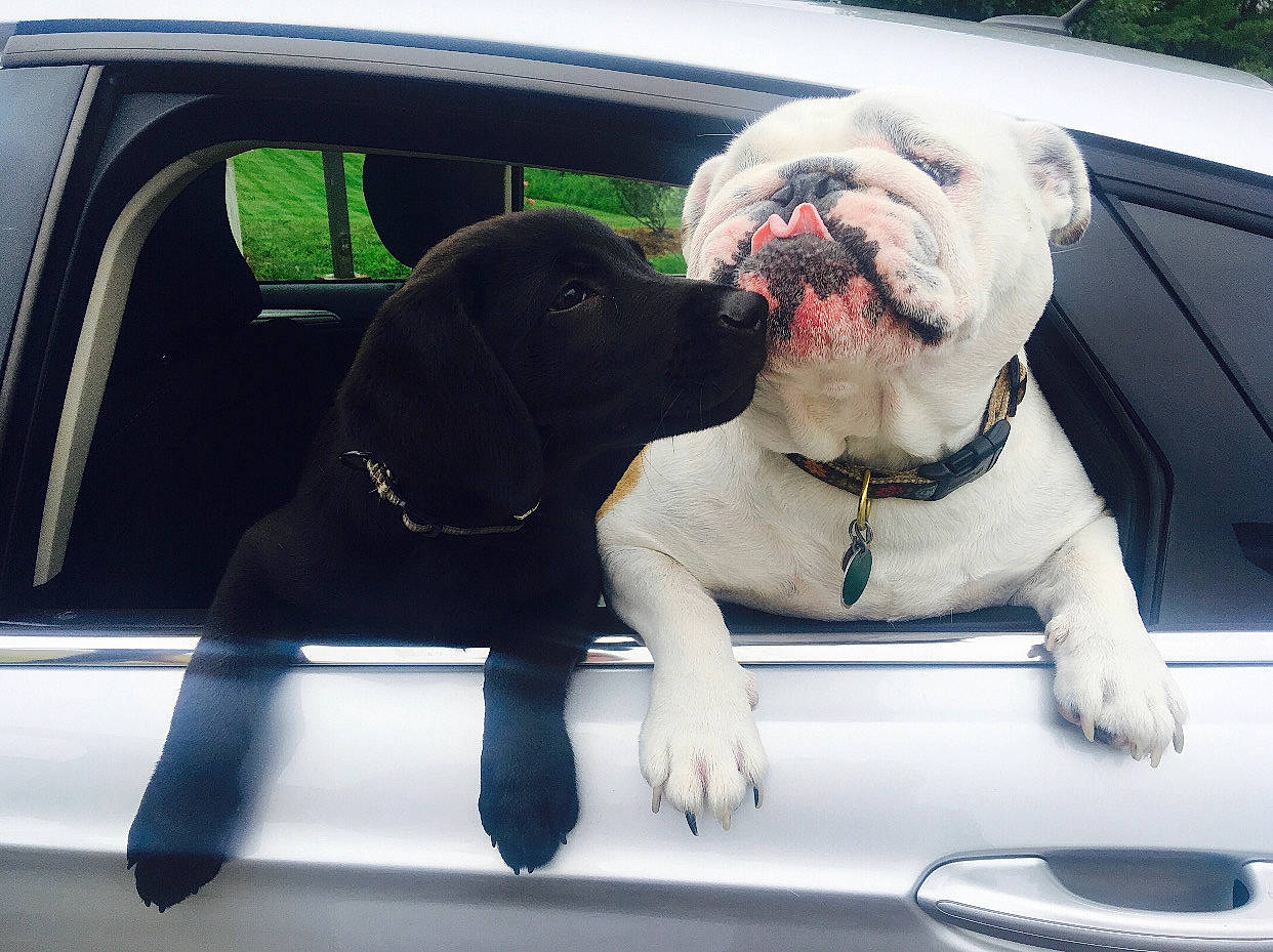 Ellie joined the competition — help win amazing prizes! american_bulldog, australian_bulldog, bulldog, canidae, car, carnivore, companion_dog, dog, dog_breed, mammal, non_sporting_group, old_english_bulldog, olde_english_bulldogge, rare_breed_dog, snout, sporting_group, vehicle, vehicle_door, vertebrate, white_english_bulldog